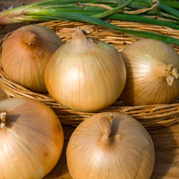 Potagères - Oignon Cénol (type Jaune des Cévennes) - face recto